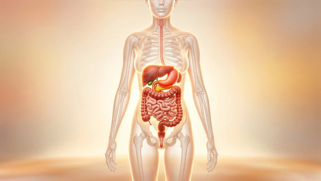 Your Digestive System Explained: What Happens to Food After You Eat It?