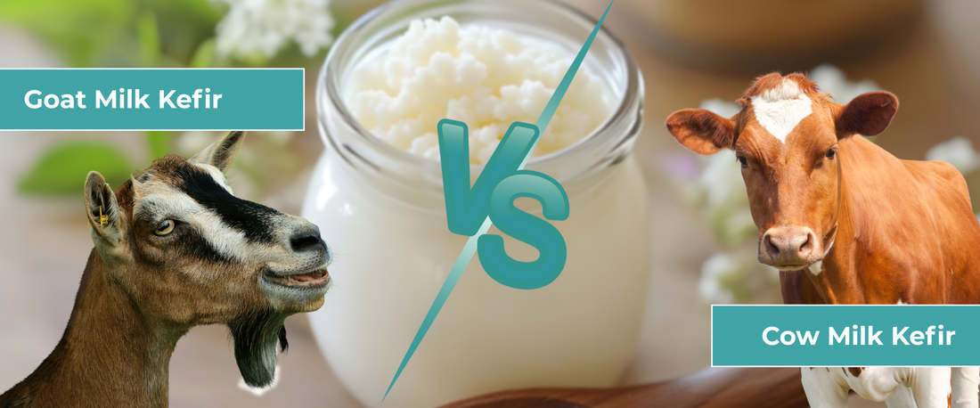 Goat Milk vs Cow Milk Kefir: Which Is Easier to Digest?