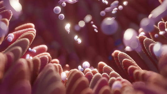 The Gut Barrier Explained: What Is It and Why Does It Matter?