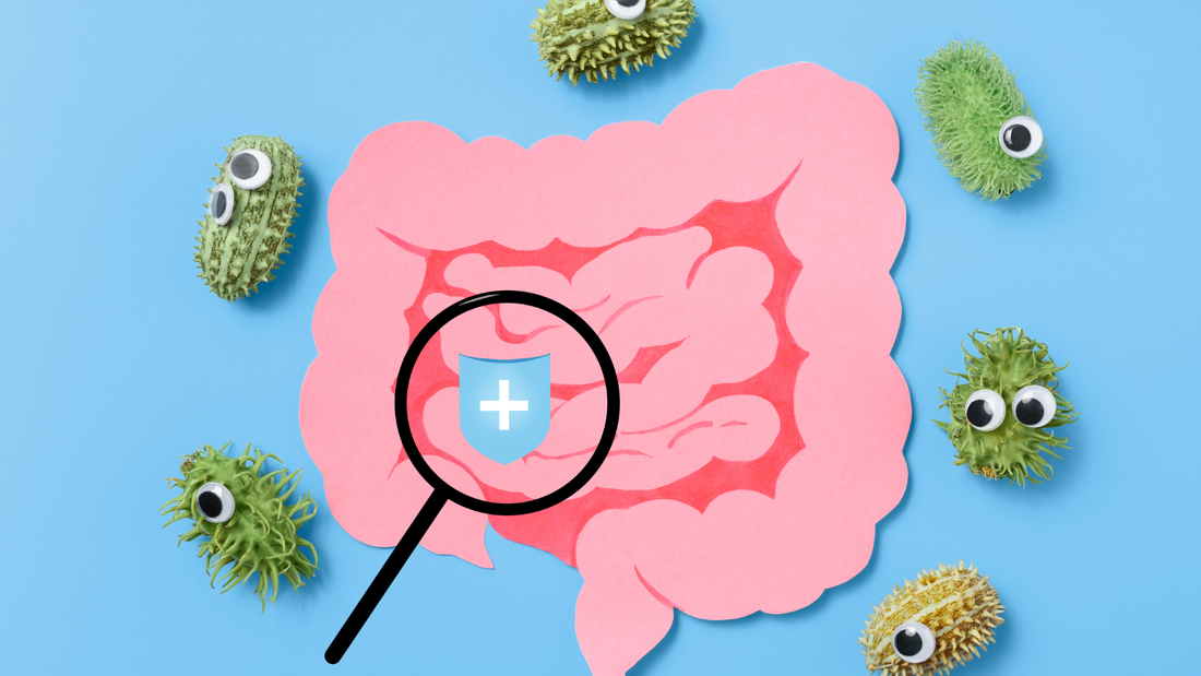 Gut Health & Immunity: Why 70% of Your Immune System Lives in Your Gut