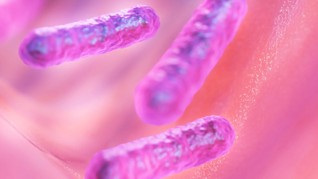 How Your Gut Bacteria Controls Your Estrogen Levels