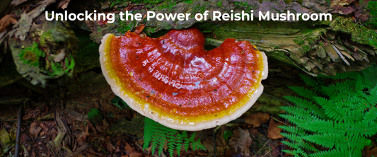 Reishi Mushrooms: A Complete Guide to Health & Gut Wellness